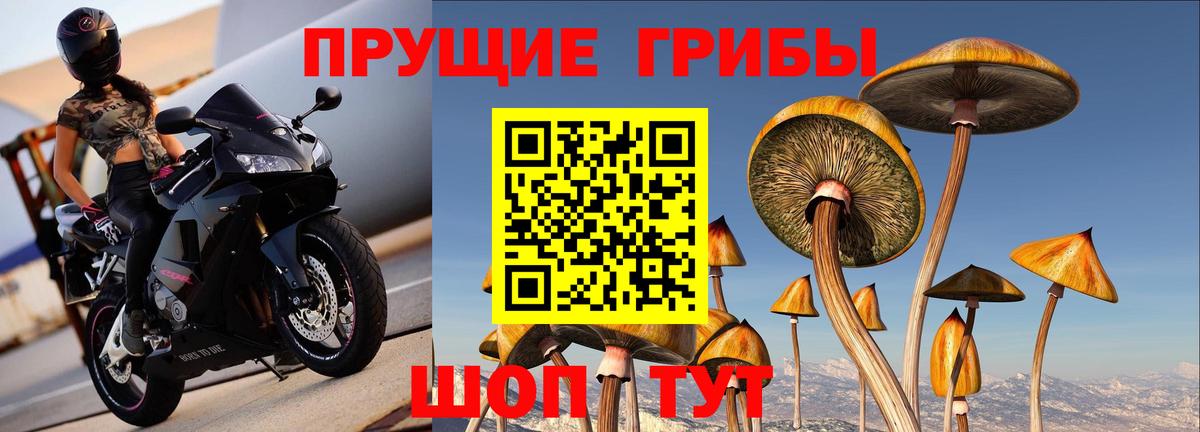 Галлюциногенные грибы Psilocybine cubensis  Псилоцибиновые грибы прущие грибы  Урюпинск  Вход с VPN 